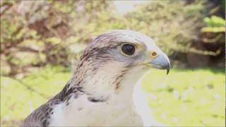 Herbert the saker falcon [upl. by Enyledam]