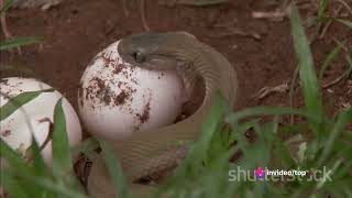 The Elusive Boomslang snakequotExploring the Boomslang Africas Arboreal Enigma [upl. by Rozella]