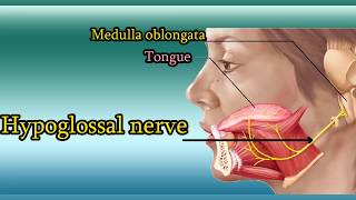 Hypoglossal nerve Test  XII Cranial Nerve functions and examination [upl. by Krebs]