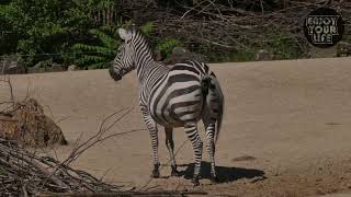 Mind Blowing Animals Pooping Moments Caught on Camera [upl. by Eisej]