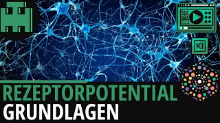 Rezeptorpotential Grundlagen│Biologie Lernvideo│Learning Level Up KI [upl. by Gnal]