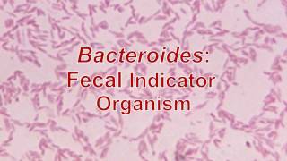 Bacteroides Fecal Indicators [upl. by Enait]