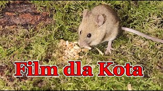 Film dla kota 🐭 myszy i ptaki [upl. by Idnaj]