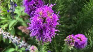 Plant Profile Dense Blazing Star  Liatris spicata [upl. by Buckingham152]