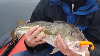 Große Dorsche und Köhler auf Gummifisch von Lieblingsköder vom Kleinboot auf der Ostsee [upl. by Rodina975]