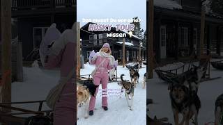 Willst du auch mal eine Husky Schlittenfahrt machen 🐕🛷💨 husky schlittenfahren reisen [upl. by Keyte]