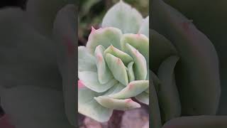 ECHEVERIA MELOCOTON VARIEGADA suculentas plantas plants [upl. by Heaps898]