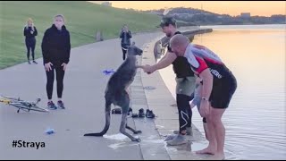 Kangaroo Shake Hands with Humans after being Saved Australia [upl. by Aliuqaj873]