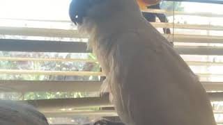 Cockatoo Jewel growling like a dog [upl. by Koorb]