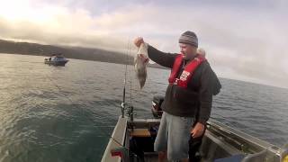 Tarakihi Fishing South Coast Wellington NZ [upl. by Lledrac]