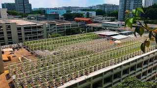 Singapore’s Bold Plan to Build the Farms of the Future [upl. by Anivek916]