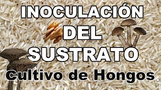 EP02🍄COMO CULTIVAR HONGOS COMESTIBLES EN CASA 🍄INOCULACIÓN DEL SUSTRATO PASO A PASO🍄 [upl. by Elleuqar]