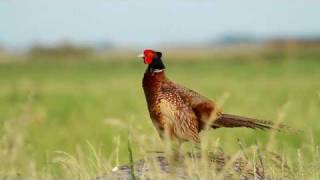 Fasan  Common Pheasant  Phasianus colchicus [upl. by Lilia993]