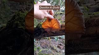 Orecchio di Giuda Gigante Auricularia auriculajudae 🍄‍🟫 NaturaWild Funghi2024 OrecchiodiGiuda [upl. by Ruthy]