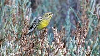 Serinus serinus European Serin [upl. by Kimura593]