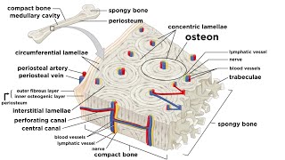 Bones Structure and Types [upl. by Germano]