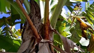 Tawny Frogmouth bird of pray in the Banana plantation NSW Australia [upl. by Meris819]