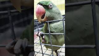 cutebaby cute cockatoo cat ringnecktalking mithu ❤💍mithuparrot [upl. by Yttik339]