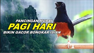 🔴 LIVE 61  pancingan PAGI HARI 100 bikin MURAI BATU GACOR bongkar isian Cililin gacor [upl. by Irbmac946]