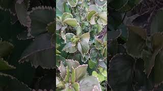 Acalypha plant short video [upl. by Ioves]