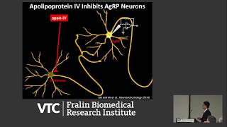 The Hunger Games Catching Fire of AgRP Neurons [upl. by Yntruoc211]