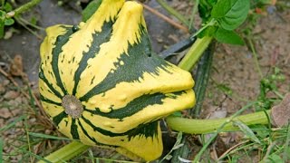 COURGES CITROUILLES GOURDES ET POTIRONS POUR TOUS LES GOÛTS [upl. by Nahsrad]