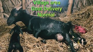 Village area goat delivery Normal indoor [upl. by Aninahs]