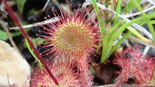 Vleesetende planten in Nederland De ronde zonnedauw Drosera rotundifolia Christian Olivier [upl. by Bourke]