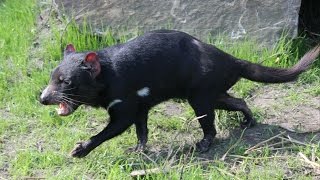 Tasmaanse duivels  Tasmanischer Teufels  Tasmanian devils  ZOO Duisburg [upl. by Romilda31]