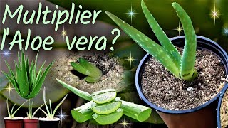 Comment multiplier lAloe vera  🌵 division des rejets  rempotage de la plante mère 🌵👍 [upl. by Enaols]