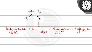 The oxygenation activity of RuBisCO enzyme in photorespiration leads to the formation of [upl. by Daas]