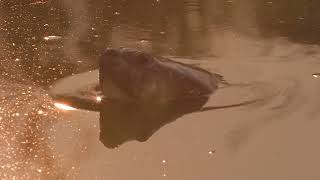 Giant South American River Turtle Nesting and Hatching [upl. by Manuela]