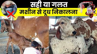 LIVE  GIR COW MILKING IN ANSUYA GAUSHALA [upl. by Aissert]