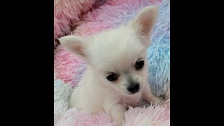 UMI chiot chihuahua femelle 2 mois [upl. by Bowlds267]