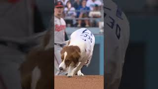 Decoy fetched the first pitch tonight for Shohei Ohtani 🥺🐶 [upl. by Asyle]