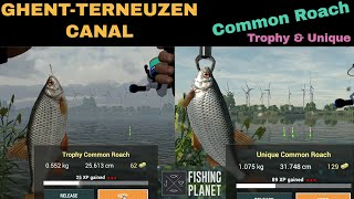 Fishing Planet GhentTerneuzen Canal Netherlands Common Roach Trophy amp Unique [upl. by Alilahk]