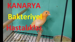 Kanarya Bakımı Kanarya Üretim Kanarya HastalıklarıBakteriyel Hastalıklar Nasıl Tedavi Edilir [upl. by Ardnaeed6]