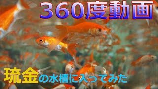 【360度動画】琉金の水槽に入ってみた｜【360degree video】camera in aquarium [upl. by Turley94]