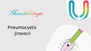 Urgences  MicrobioLOLogie  Pneumocystis jirovecii 🦠🧫 [upl. by Nosreh]