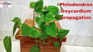 Philodendron Oxycardium plant propagationHow to grow Heartleaf Philodendron plant [upl. by Adnovahs]