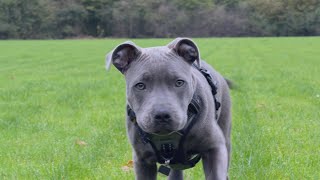 4 Month Old Blue Staffy Playing at the Park [upl. by Mcnelly]