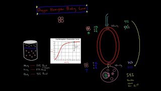 Oxygen Hemoglobin Dissociation Curve R state T state Coopertivity Biochemistry MCAT [upl. by Donni483]