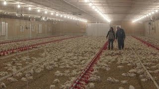 Raising Broilers at Stewardson Creekside Farm in Canada [upl. by Ardnasela256]