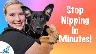 How To Stop Your Puppy From Biting [upl. by Coryden241]