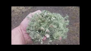 DIY Antiviral Tincture Collecting Usnea Lichen [upl. by Ehsiom246]