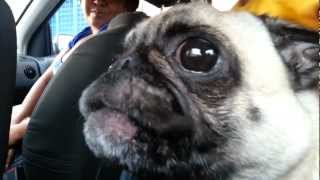 Pug llorando [upl. by Sproul]