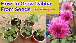 How To Grow Dahlia Flower Plant From Seeds  Dahlias Seeds Plantation [upl. by Ibson]