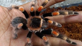 harga tarantula meksiko   review Brachypelma hamorii [upl. by Tevis]