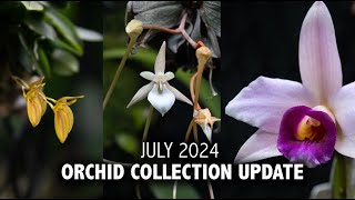 quotWhats In Bloomquot Orchid Collection Update  July 2024  My Miniature Orchids are in FULL BLOOM [upl. by Anaet]