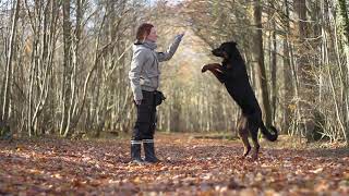 Orion Beauceron Tricks 15 years [upl. by Ham]